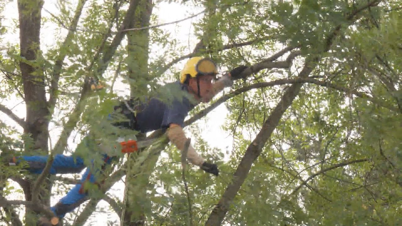 Údržba stromov v SNV