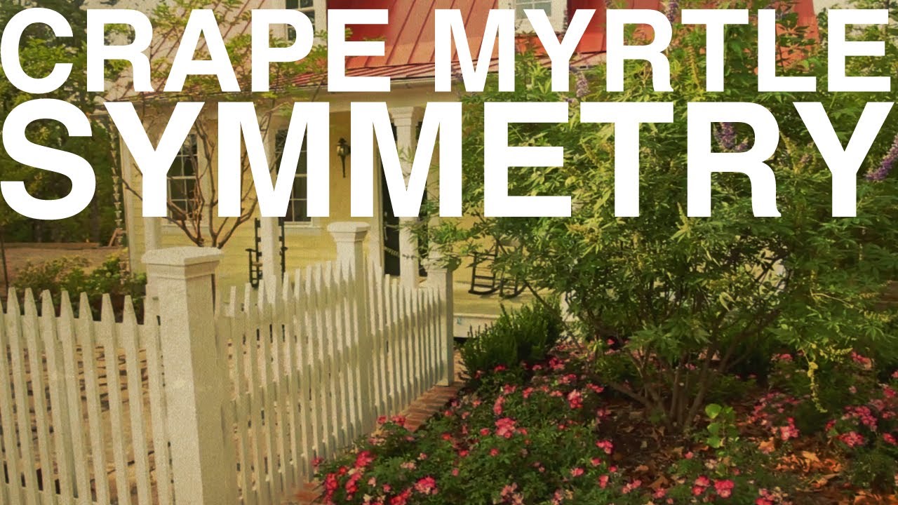 Crape Myrtle Symmetry | The Garden Home Challenge With P ...