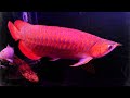 水槽一式とアロワナ 一匹で100万円！辣椒紅龍を飼う！