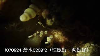 1070924-潛水020312(性感蝦、海蛞蝓)