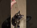 成長…より効率的におやつを取る猫 /Growth... The Cat That Gets Treats More Efficiently #猫 #ジャンプせんのかい #cat #猫のいる暮らし