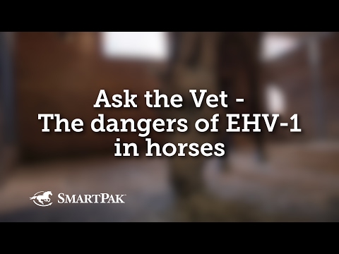 Ask the Vet - The dangers of EHV-1 in horses