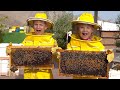 डायना और रोमा मधुमक्खियों के बारे में जानें, HATTA हनी बी गार्डन टूर - मजेदार पारिवारिक यात्रा