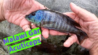 Lichnochromis acuticeps (Malawi Gar) with Rick Biro @ Florida Exotic Fish Sales Details