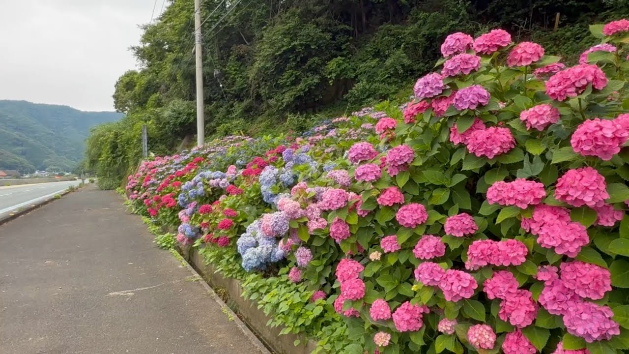 あじさい 2026/06/14 超超超超超超超超超超撮り頃です！ 蔵貫浦のあじさい園