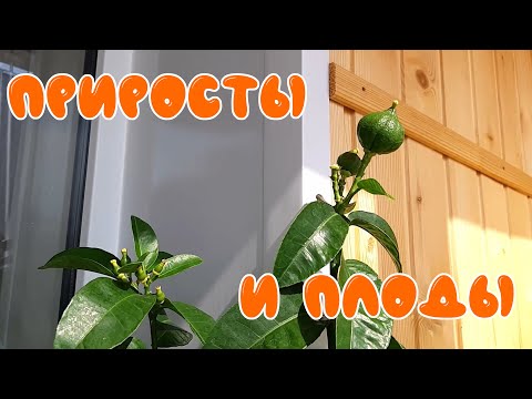 Результаты прививок на дерево сад.  Домашние лимоны на балконе. Цитрусовые приросты и плоды.