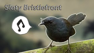 Slaty Bristlefront - Song in Sheet Music