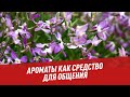 Ароматы как средство для общения - Хочу всё знать