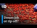 Thai berry pickers in Sweden | DW Documentary