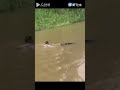 【大陸】點贊！男子奮不顧身跳水救落水男孩！