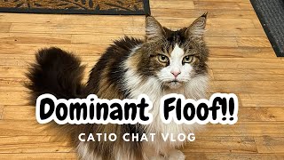 Rough and Rowdy | Catio Chat Vlog #pets #animals #catvideo #cats #catlover by Maine Coon Capers 362 views 9 days ago 10 minutes, 1 second