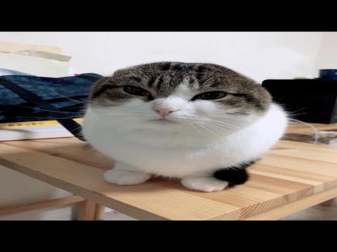 oh the misery - wawa cat (HD and synchronized)