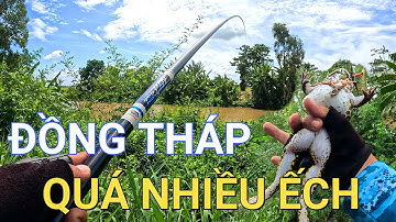 Đồng Tháp - Quá nhiều ếch khủng || Câu ếch mùa nước nổi (Tập 15)