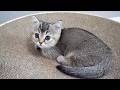 Cute kitten trying to get a cat that's about to go to sleep to play with it…