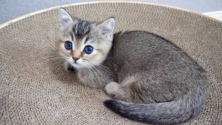 Cute kitten trying to get a cat that's about to go to sleep to play with it…