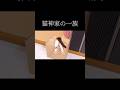 段ボールにぶっ刺さる猫 #保護猫