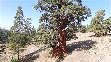 Bennett Juniper Tree, oldest Juniper tree.    Drone Video.