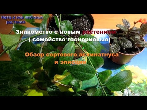 Знакомство с новым растением ( семейство геснериевые) // Обзор  сортового эсхинантуса и эписции