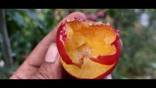 果物 HIROMI HIROMI RED Plum - YouTube