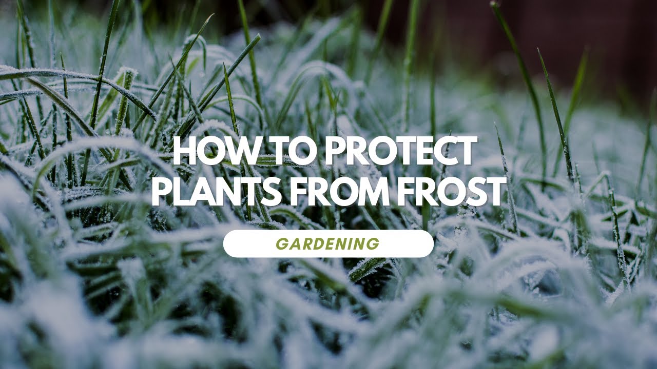 How To Protect Plants From Frost - YouTube