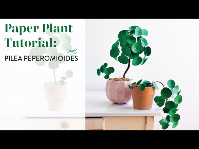lantern tree plant Flowering Maple Plant (Abutilon) - Beautiful Hibiscus