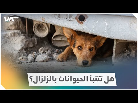 فيديو: هل تشعر الحيوانات بالنكبات؟