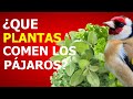 🌿 PLANTAS SILVESTRES PARA CANARIOS JILGUEROS PERIQUITOS 🐤 HIERBAS DEL CAMPO PARA PAJAROS