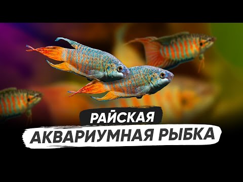 Райская рыбка в аквариуме