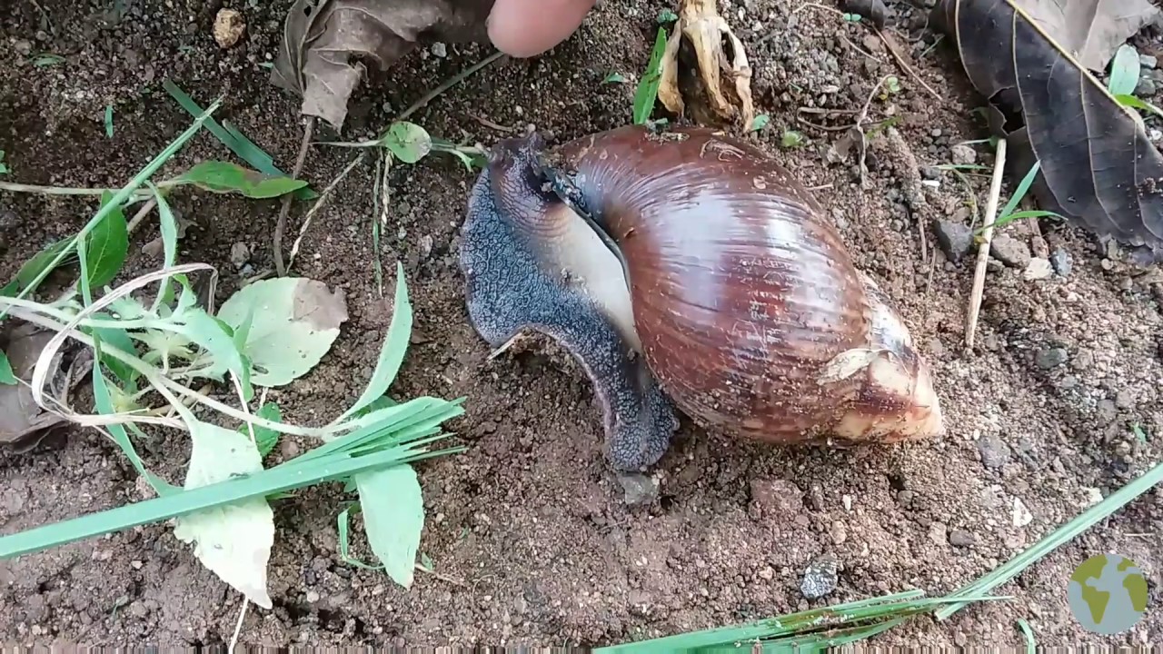 Lucu Bekicot Dipanggil Siput Pengenalan Anak Dengan Hewan