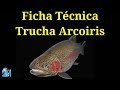 Ficha Técnica Trucha Arcoiris (Oncorhynchus mykiss)