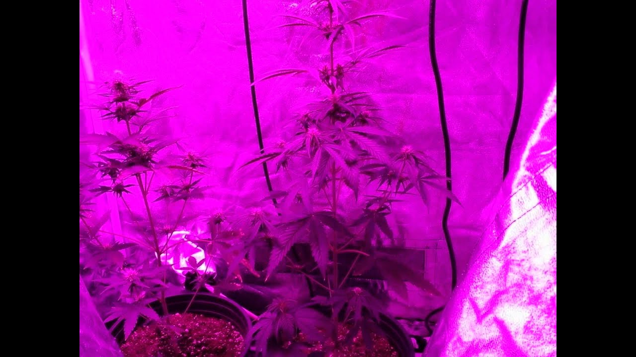 600 watt LED Tent Grow, Day 41