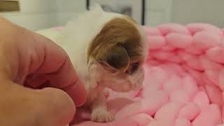 Heavenly Havanese Trudy's Six Girls! 3 weeks old. 2023 by Juliemelodies 617 views 7 months ago 5 minutes, 35 seconds