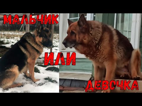 Сука или Кобель?В чем разница?Кого выбрать?