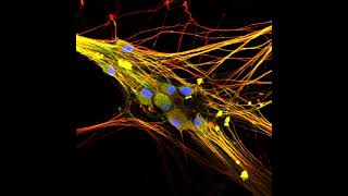 297 Hz : Brain, Sensory Centers (Healing Frequency)