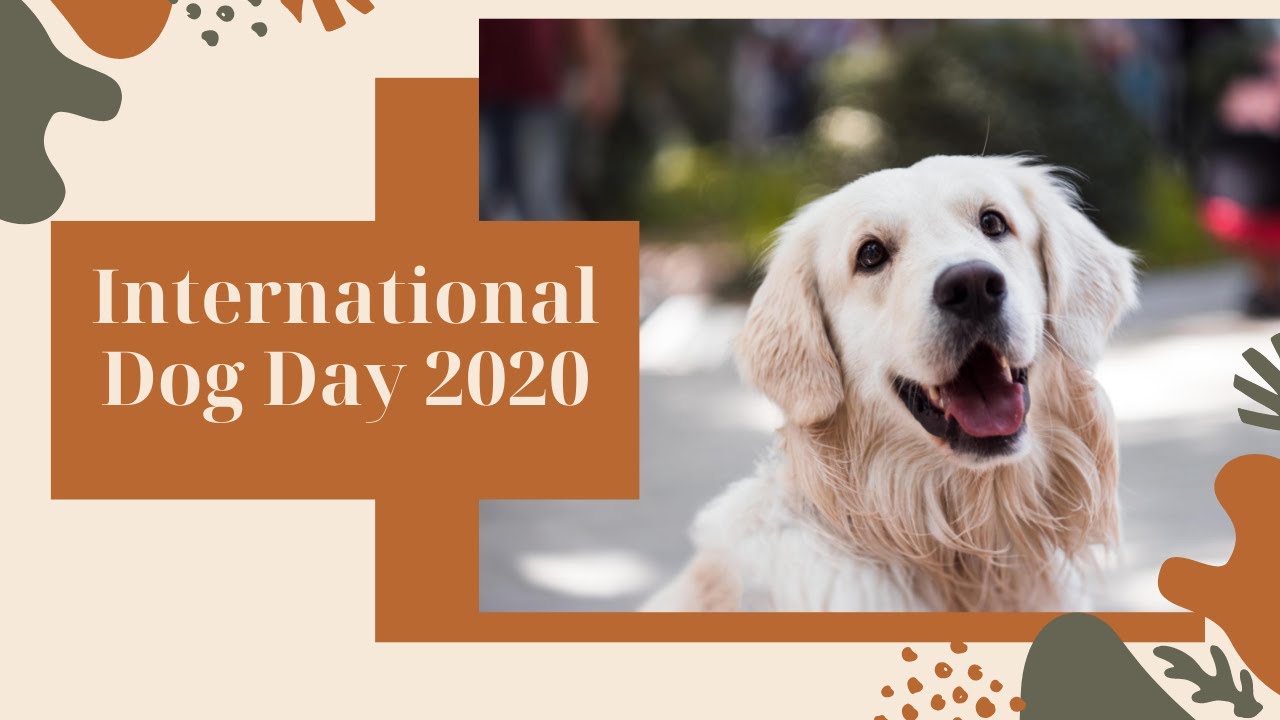 International Dog Day 2020 Guwahati Plus Youtube
