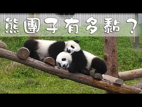 《熊貓早晚安》你有這樣粘人的小熊友嗎？| iPanda熊貓頻道