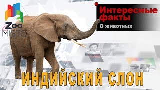 Индийский слон - Интересные факты о млекопитающем | Вид слоновых