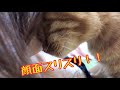 オス飼い主が居ない隙にメス飼い主とイチャつくかわいい猫！
