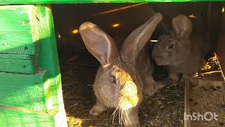 видео: Кролики Фландр | Крольчатам  месяц | Обзор картинка: Кролики Фландр | Крольчатам  месяц | Обзор