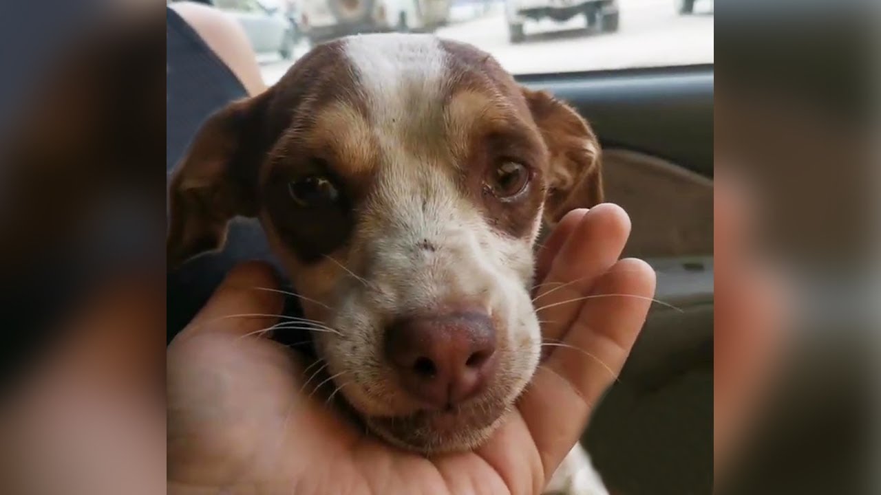 Abandoned dog cried in the car because I didn't let him wait for his ...