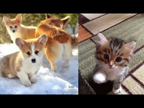 funny-dogs-and-cats-scared-of-farts---funny-pets-compilation-#4