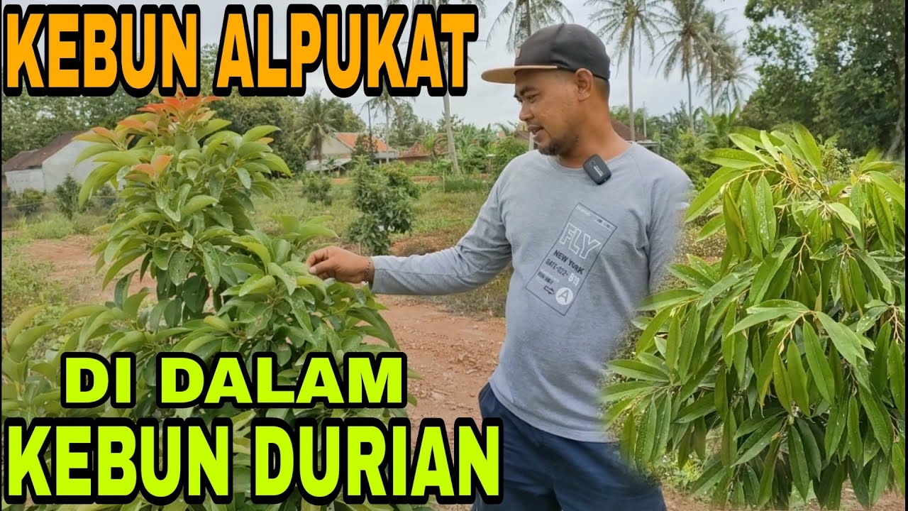 kebun Alpukat di kebun durian tumbuh subur l kebun sendiri Bitshop king