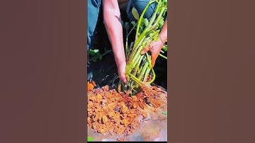 Simple Smart Idea for Easy Pulling of Cassava Tubers #satisfying #shorts