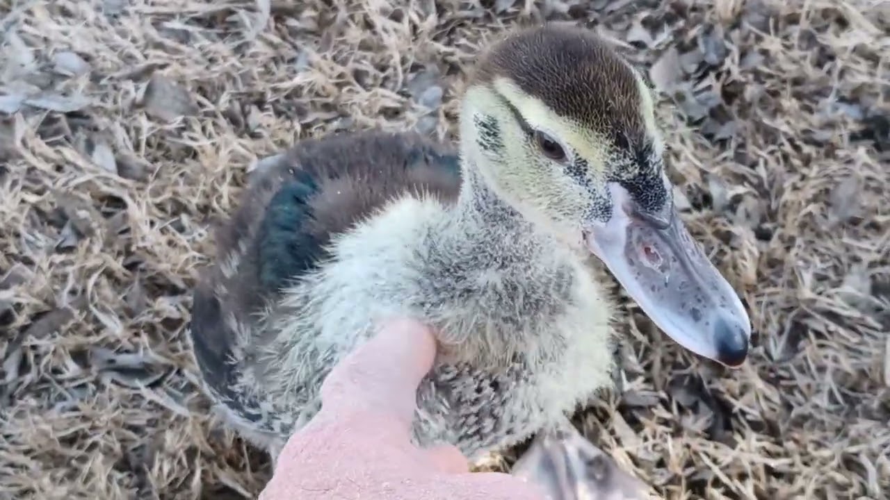 Today is fenced in backyard release time for our rescue Muscovy duckling, to see how reacts.