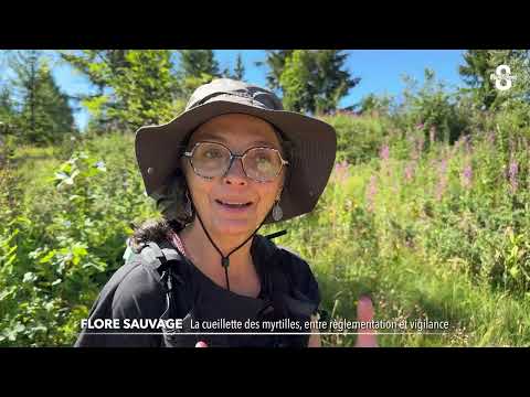 Picking Blueberries: Between Caution and Regulations