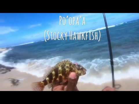 Free Will Fishing! Episode 4: Catching the Same Fish Twice! - YouTube