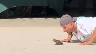 Frog jump competition #frog #frogjump