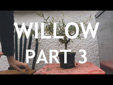 Video: Informasi Weeping Willow - Pelajari Tentang Merawat Pohon Willow Menangis