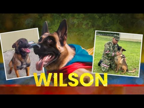 Video: Ar šunys leidžiami Vilsono iškyšulyje?