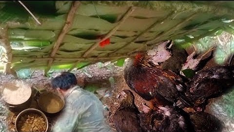 yov hav zoo tua qaib qub